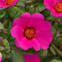 RíoGrande™ Magenta 26 Purslane
