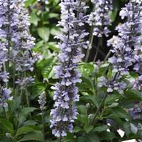 Blue Chill Salvia