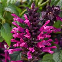 Plum Crazy Salvia