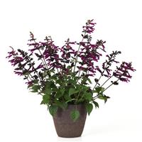 Plum Crazy Salvia
