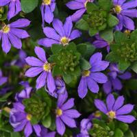 Blue Brilliance Scaevola
