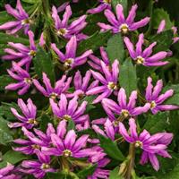 Pink Brilliance Scaevola