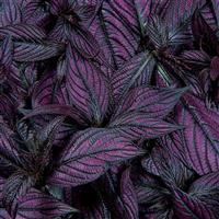 Persian Shield Strobilanthes