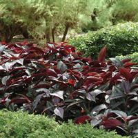 Persian Shield Strobilanthes