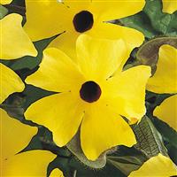 Sunny™ Lemon Star Thunbergia