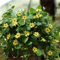 Sunny™ Lemon Star Thunbergia