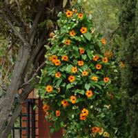 Sunny™ Orange Wonder Thunbergia