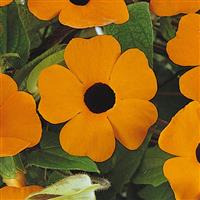 Sunny™ Orange Wonder Thunbergia