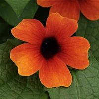 Sunny™ Arizona Glow Thunbergia