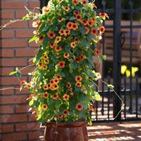 Sunny™ Arizona Glow Thunbergia