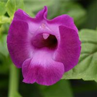 Summer Wave<sup>®</sup> Large Amethyst Torenia