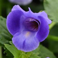 Summer Wave<sup>®</sup> Large Blue Torenia