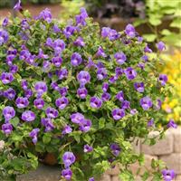 Summer Wave<sup>®</sup> Large Blue Torenia