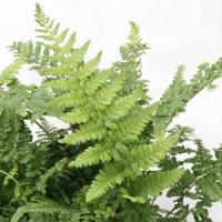 Fern Dryopteris Remota 