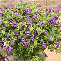 Summer Wave<sup>®</sup> Large Violet Torenia