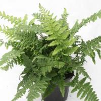 Fern Dryopteris Remota 