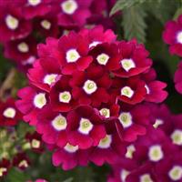 Wink Burgundy Verbena