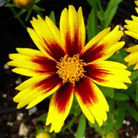 Coreopsis Golden Stardust