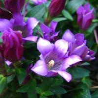 Gentiana Scabra Zuki Rindo