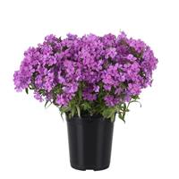 Phlox Candy Cloud™ Pink