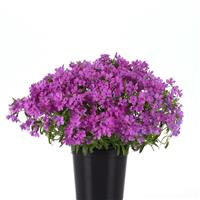 Phlox Candy Cloud™ Dark Pink