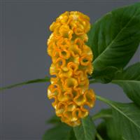 Neo™ Gold Celosia
