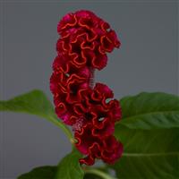 Neo™ Red Celosia