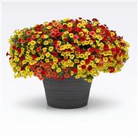 Tropicali MixMasters™