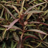 Red Threads Alternanthera