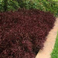 Red Threads Alternanthera