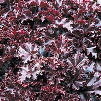 Heuchera Melting Fire