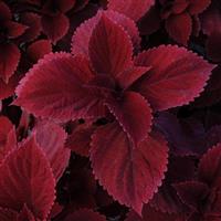 Redhead Coleus