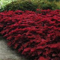 Redhead Coleus