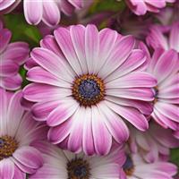 Serenity™ Pink Party Osteospermum