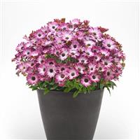 Serenity™ Pink Party Osteospermum