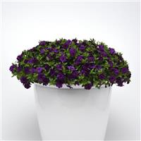 MiniFamous<sup>®</sup> Uno Double Dark Blue Calibrachoa