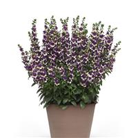 AngelDance™ Violet Bicolor Angelonia