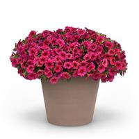 Conga™ Rose Calibrachoa