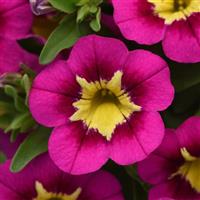 Bumble Bee™ Hot Pink Calibrachoa