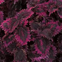 Florida Sun Rose Coleus