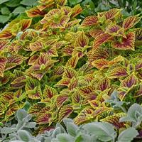 Coleosaurus Coleus
