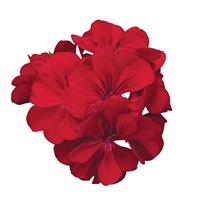 Precision™ Red Ivy Geranium