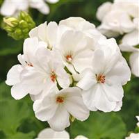 Galaxy™ White 26 Zonal Geranium