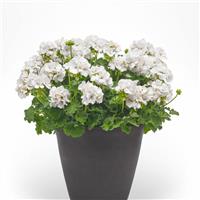 Galaxy™ White 26 Zonal Geranium
