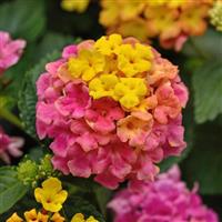 Shamrock™ Rose Lantana