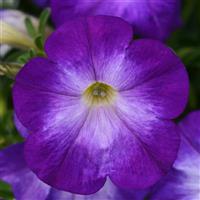 Bluerific Petunia