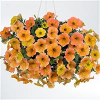 Cascadias™ Indian Summer Petunia