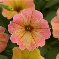 Cascadias™ Indian Summer Petunia