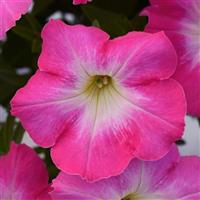 Pinkceptional Petunia