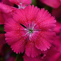 Floral Lace™ Cherry Dianthus
